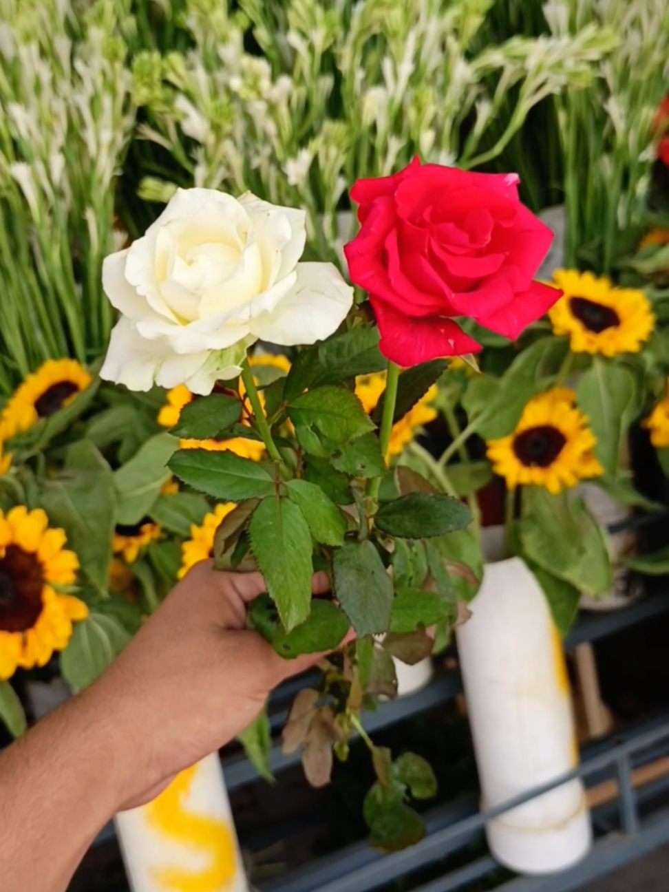 red white single rose | bouquet of flowers  #bouquet #flowerbouquet #rose #islamabad #creatorsearchinsights 