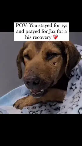 PLEASE USE OUR PAYPAL LINK IN BIO TO HELP THIS INNOCENT SOUL🙏🥹prayed for Jax please and if you can donate😭😭🙏🙏