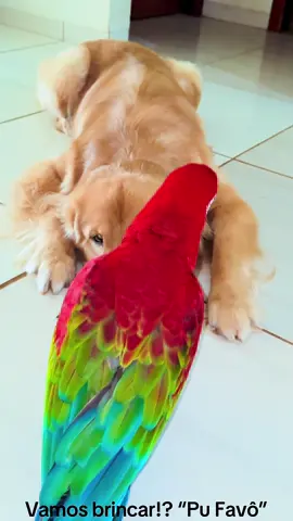 “Pu favô” vamos brincar!? #goldenretriever #arara #amigos 
