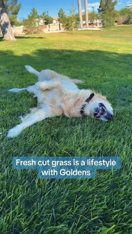 Fresh cut grass is a lifestyle with golden beat the heat rolling around in the grass 