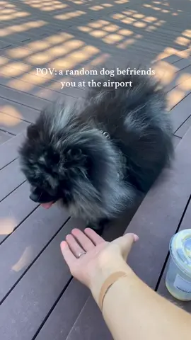 don't worry, his owners were at the bench next to me :) #foryoupage #dog #airport 