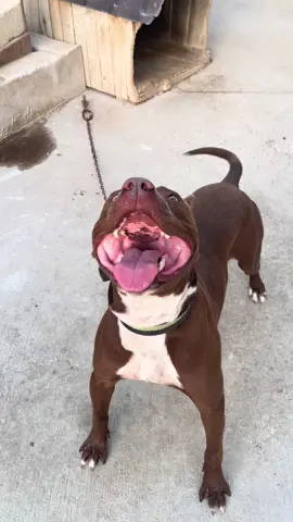 Aslanım😍❤️#pitbull #pitbulqrom #pitbull #fyp #fyppppppppppppppppppppppp 