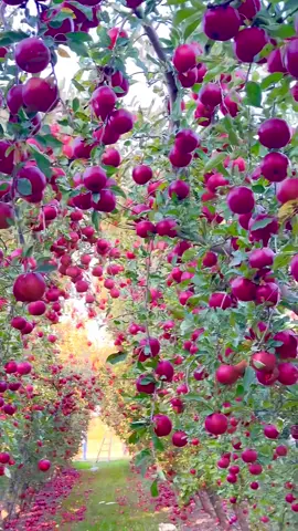 🧑🏻‍🌾👩🏻‍🌾🍎 Come with me to see this apple orchard
