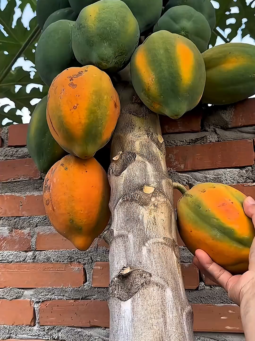 #asmr #satisfying #cutting #fruit #fruits #asmrsounds #relexing #jackfruit #papaya