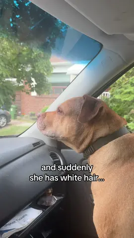 my whole life in a video 🩵 #dogs  #dogsoftiktok  #dogsofttiktok  #dogsvideo 