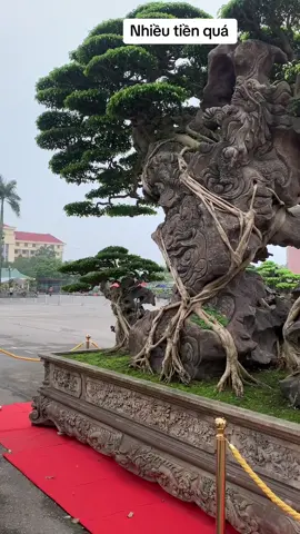Sưu tầm , anh chị yêu cây cho e xin 1 follow để e lên những tác phẩm đẹp ạ ❤️❤️❤️#bonsai #sanhnamdien #caycanh #bonsaimong 