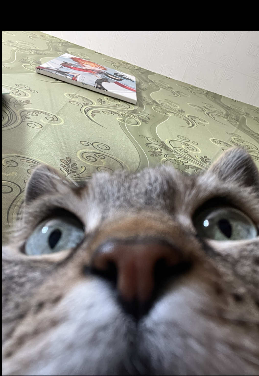 Топ неожиданных поступков от Кота-копилки #треш #бунт #кот #бандит #преступление 