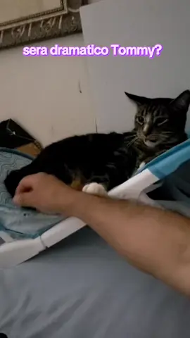 es muy dramático en todo Tommy #gatitos #michis #peluditos #foryoupage #flyp 