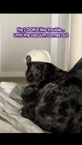 He barks at strangers but runs from appliances 🤷‍♀️ #problemchild #thuglife #doodlesoftiktok #acdc #badboyenergy 