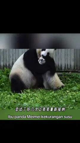 Selepas dihalau oleh ibunya,  Xin Qiao( Miahuatang)yang berusia 9 bulan kehilangan sedikit tuahnya untuk  mencari ibu angkat,tetapi Mei Mei sangat menyayanginya  dan sentiasa memberikannya  kasih sayang ibu yang terbaik #miahuatang #xinqiao #大熊猫  #fypシ #fyp   