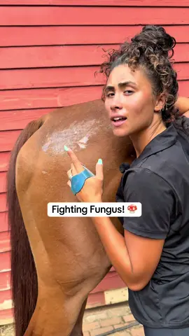 moon 😭💔💔💔 #fyp #horse #horsetok #fypage #viral 