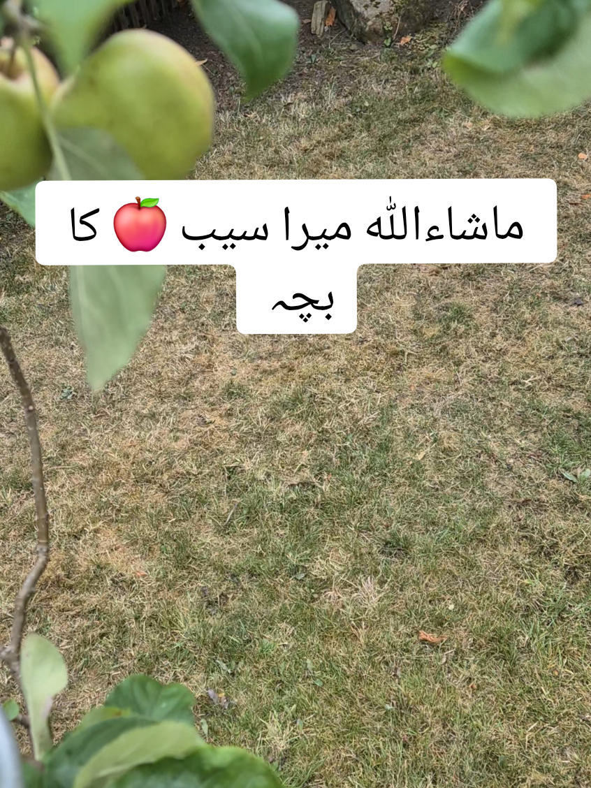 #zahidaparveen33 #mashallah #mera_baby_apple_tree_in_my_gradan #🍎 @Fatima @بشارت کشمیری 🌴 @Hooria API official #foryoupage 