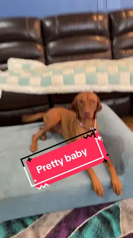 Cutest little #vizsla #puppy. The tail goes at a hundred miles an hour. 