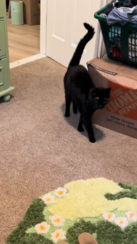 Wait till the end 💀💀 #cat #catsoftiktok #cats #catlover #kitten #kittensoftiktok #kittens #kittycat 