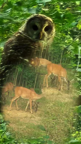 #2025#alabama #ourwildlife #Home #august 