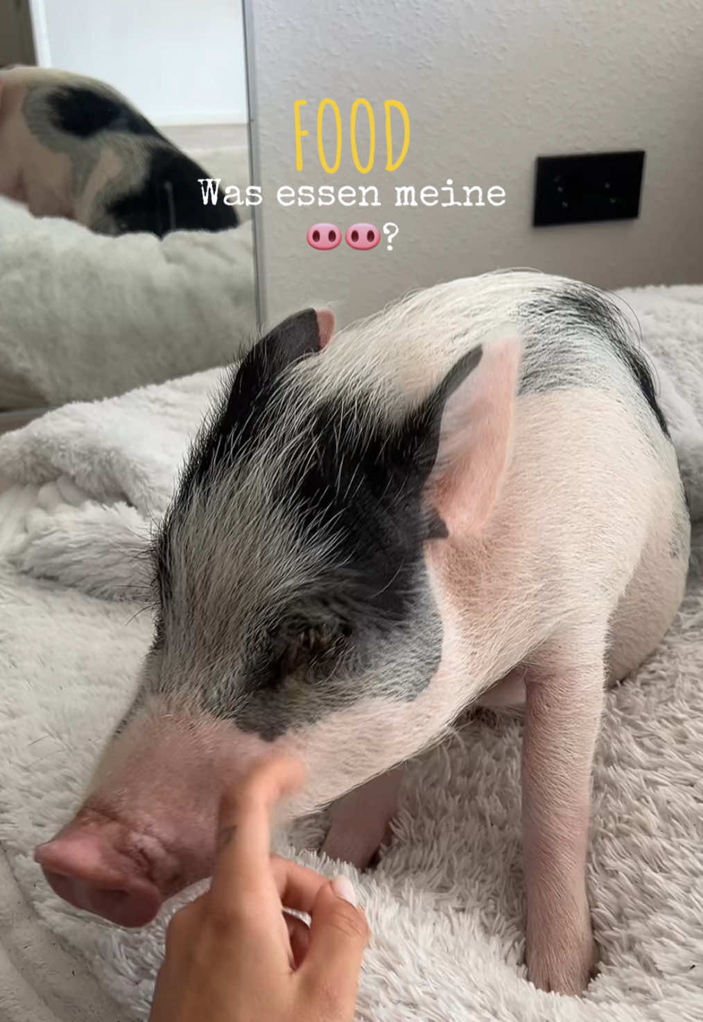 🍅🥒🍓🍍🍎  #minipig #minischwein #pig #schwein #petpig #pets #PetsOfTikTok #pigsoftiktok #fyp #viral #obst #gemüse #schweinchen 