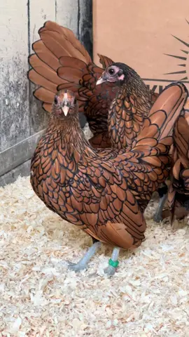 Wat een schoonheid: deze prachtige Sebrights 🧡🤎 . . . #sebright #fyp #backyardchickens #farmlife #kippenliefde 