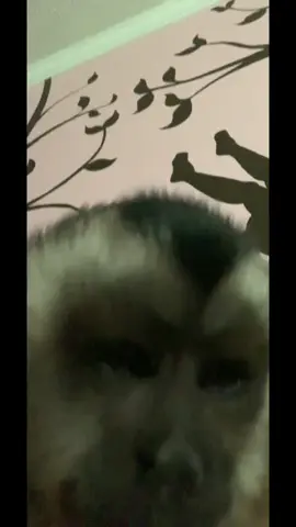 YOU NEED TO GET UP!!🙈🫠 #willowkate #wakeup #capuchin #monkey #monkeysoftiktok 