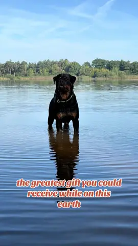 Definitely true, I’m so happy that I have Rebbel in my life…… #funnydog #dogsoftiktok #rebbel #fyp #dog
