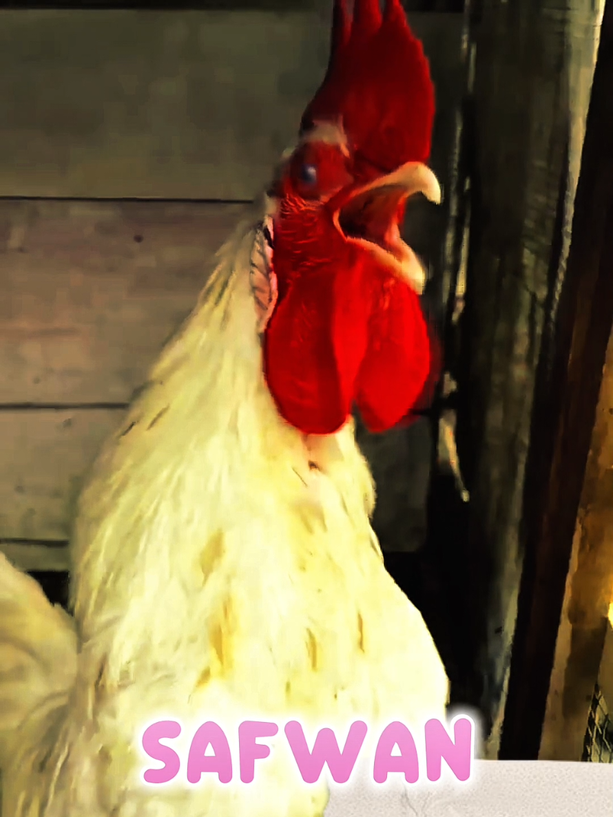 mention Safwan Name #unitedkingdom #kidstiktok #foryou #fyp #rooster 
