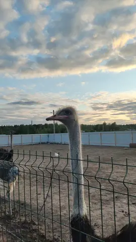 angry мага страус #fyp #animal #страус 