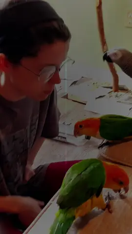 The gang's all here #fyp #animaltraining #training #africangrey #rainbow 