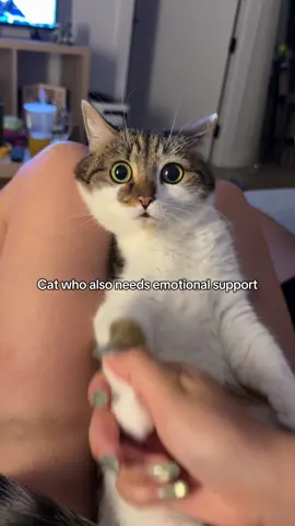 And that’s why we’re anxiety twins 👯  #fyp #CatTok #FunnyCats #CatLife #CrazyCatLady #CatMom #PickyCat #CatDrool #CatStareDown #CatsOfTikTok #CatLovers #CatCuddles #CatSnuggles #CatFoodie #CatMeals #KittyComedy #CatBonding #DailyCatVibes #Purrfect #CatTokFamous #CatVideos #PetTok #MeowMoments #CatLoverLife 