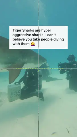 Polite is the word I would use. Tiger sharks are 