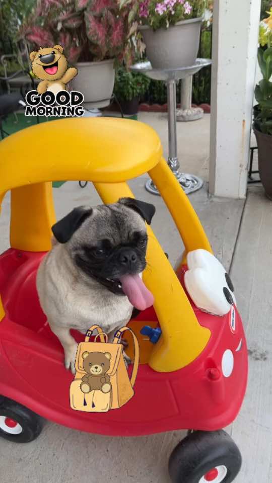 #oliver🐶😍💕 #fypシ゚viral #conamor❤️parati #🙈❤️🌸🌿🐶❤️❤️🙏🏻💙😇 