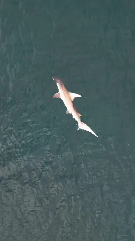 Sad morning watching this Great Hanmerhead take its last strides before dying and sinking to the floor. 