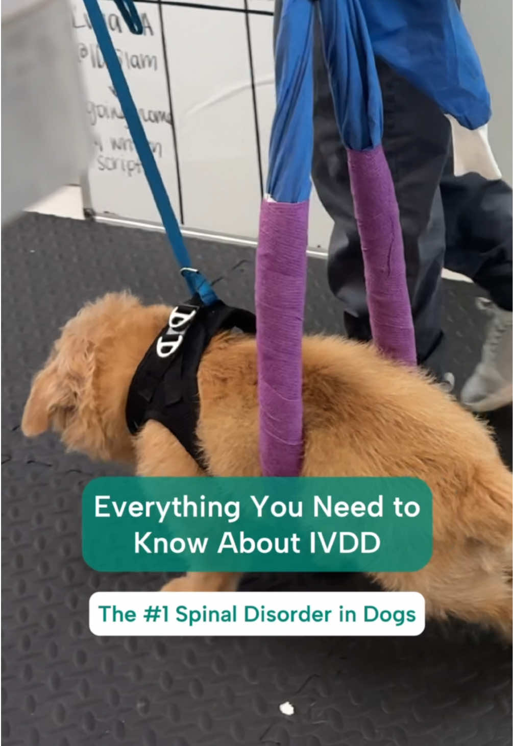 IVDD is the most common spinal cord disorder in dogs, and early action can make all the difference. 🐾 From subtle signs like paw knuckling to sudden paralysis, knowing what to look for can help your dog get the care they need sooner. Treatment may include medication and strict rest or, in more severe cases, spinal surgery. Have you ever known a dog with IVDD? Share their story in the comments. ❤️ #ivdd #herniateddisc #discherniation #veterinaryneurology #neurology 