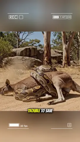 The clever move of a baby kangaroo saved its mother from a ferocious python. #wildanimals #animals #foryou 