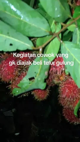 yang ini juga enak ada bulu