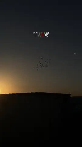 🥀🕊️🖤#لايك__explore___ #متابعه_ولايك_واكسبلور_احبكم 