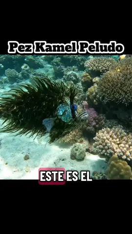 El pez kamel peludo.  #humor 