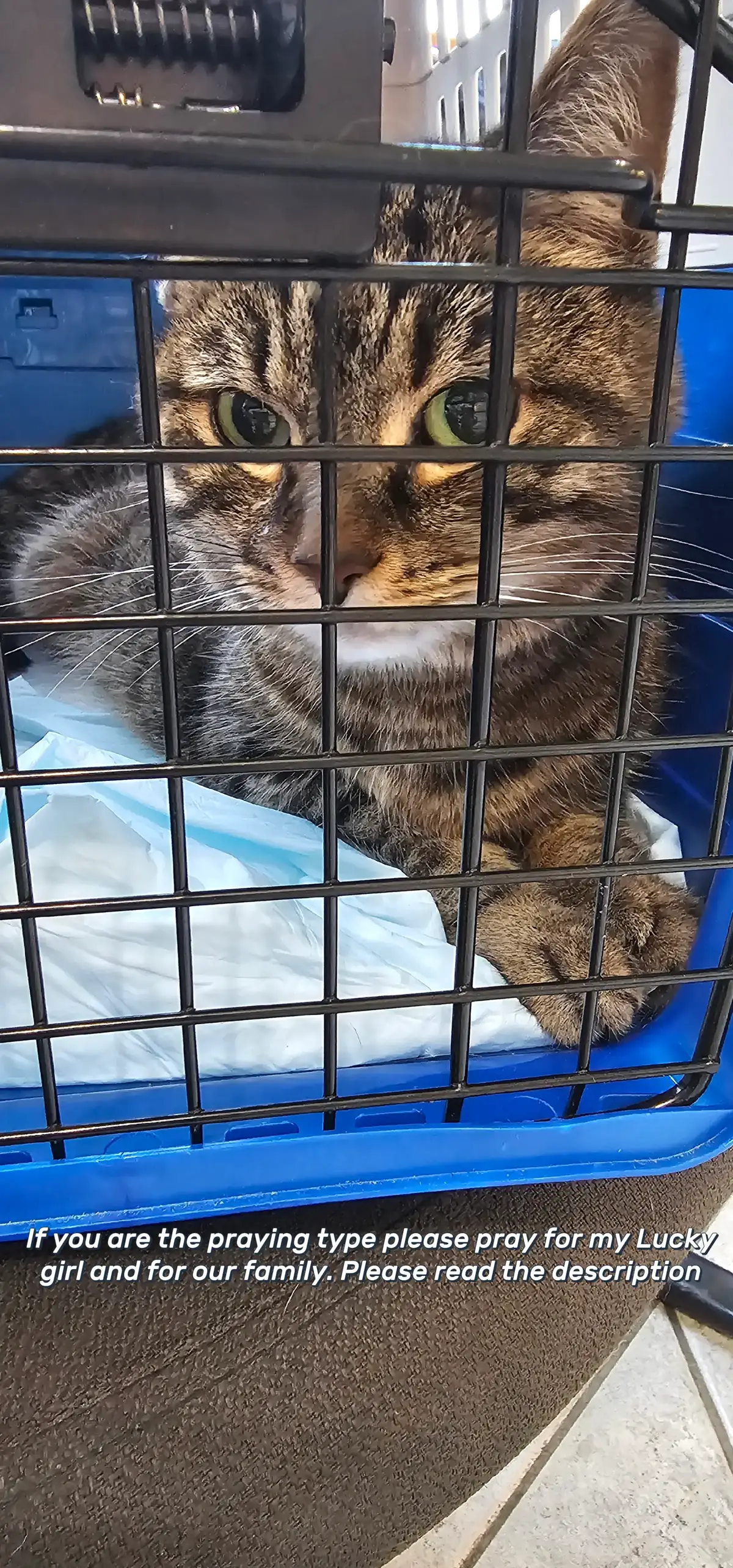 Please keep our Lucky and our family in your prayers. Many know Lucky hasn't been feeling good for almost 2 weeks. I was donated money yesterday to get her to the vet this morning. I dropped her off and went to work. Patiently waiting for a call to see what was  going on. I got the call and went out to the hallway and just sat down and cried while on the phone. She weighed 12 pounds just about a month ago and today she weighed in at 5.7 pounds. She is severely anemic as her numbers are suppose to be 30 to 40 and hers are a 12. She is either not making red blood cells or she is and destroying them they said. They have a small budget to work with so they are trying to get more answers. They did say it sounds as tho she has feminine Leukemia and said she is very very sick. Lucky is strictly an inside cat. They did say that this can just happen and they have no way to tell how or why. If this is what she has there really isn't much we can do and that means having to put her down. I am so tore up about this and all I have done is cry. I cried all morning at work and wasn't able to function. My work employees all understand as they all have pets and told me to go home as they comforted me.  Thank you all for checking in and trying to help as much as possible. I will keep everyone updated.  #4upage #loveyourpets #felineleukemia #cats #luckygirl 