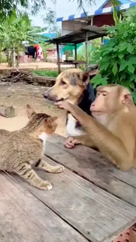 🤣Funny Animals 2025🤣Funny Cats and Dogs video🐱🐶 part-80 #funnyanimalvideos  #funnyvideos #funnyanimals #funnycats #funnydogs 
