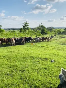 #parati #viralvideos #ganaderia🐂🐎 