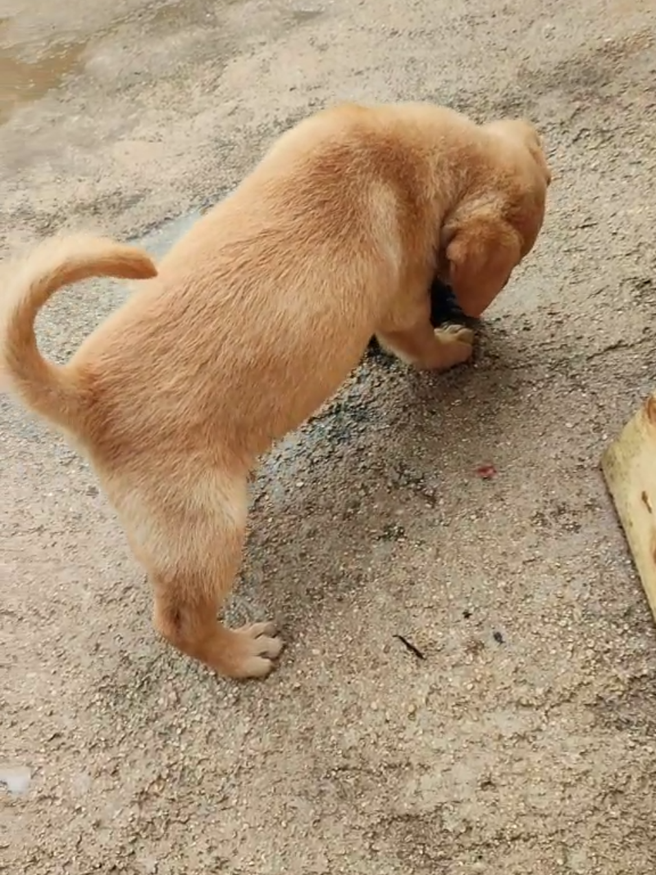 🥹🥹 como han crecido #cachorros #dog #labrador #perros #scar 