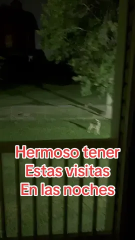 Venados me visitan en las noches #deer #noches #venados🦌 