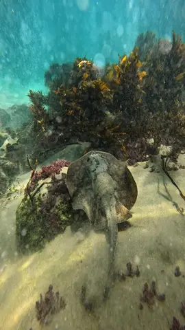 Gliding effortlessly across the sand, the round stingray is a master of camouflage. Found along the California coast, these little rays rarely grow larger than a dinner plate and spend much of their lives buried in the seafloor, waiting for shrimp, worms, and clams to wander by #foru #foryourpage #gopro #kelpforest 