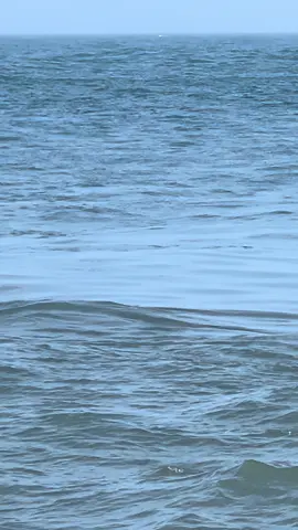 Dolphins 🐬 #dolphins #atlanticcity #newjersey 