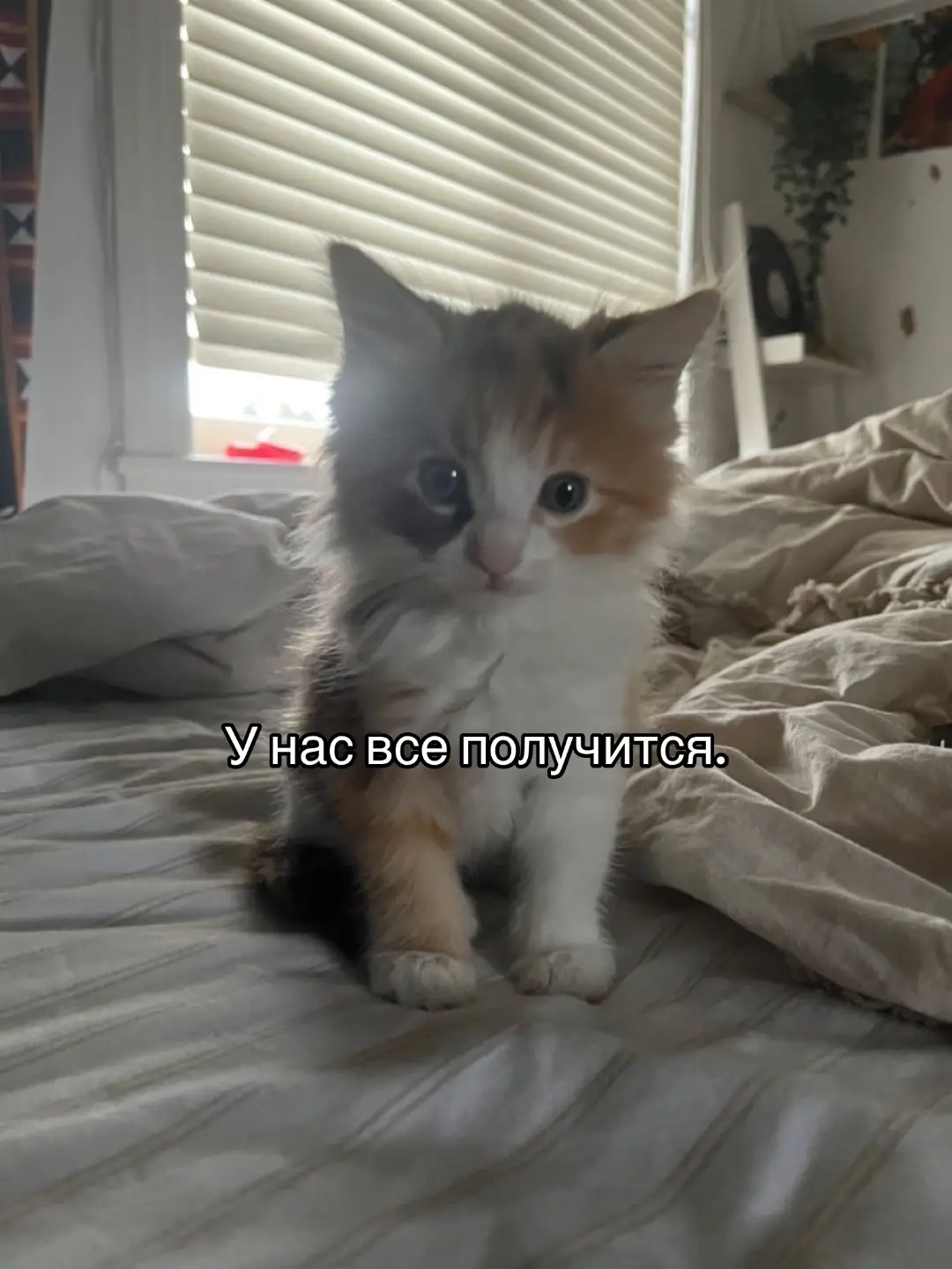 #fyp #on #любовь #в #котики 