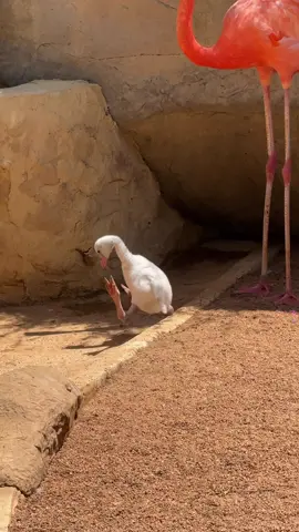 A cuteness compilation, brought to you by baby flamingo #animals #cuteanimals #babybirds #babyanimals #birds