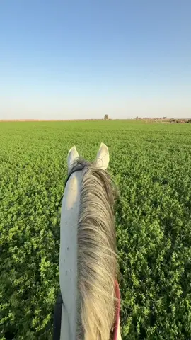 #خيل_وخياله🐎 #fyp 