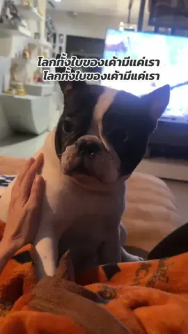 ไม่คิดเลยว่าจะรักเลนได้มากขนาดนี้ ❤️ #balencia #frenchbulldog #เฟรนช์บลูด็อก #หมาตลก #หมาน่ารัก 
