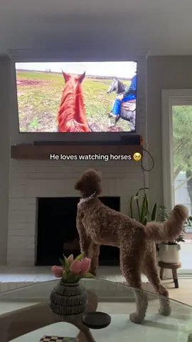 Had to get up close and personal 🤭 #goldendoodle #dog #funnydog #horse 
