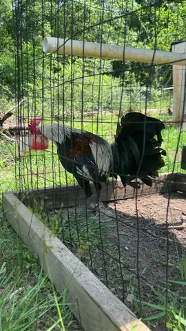 #gallosworld #gallos 