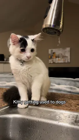 Haha found this video of Cow when he was a kitty, he doesn’t care about dog barks anymore 😂😂 #cat #cow #cowthecat #kitty #kitten 