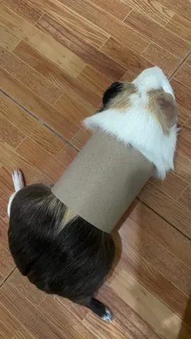 มุดเข้าไปทำไม จะบ้าาาาาา 🥹 #fypシ゚viral #guineapig #pet #cute #guineapigs 